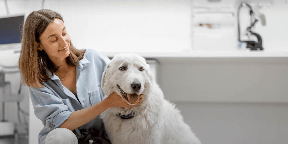 A refreshing new vet experience starts here